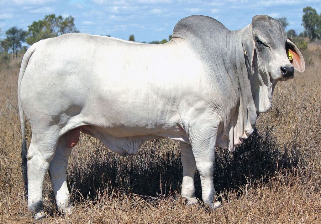 Lot-30-Palmal-Dunkirk-8786_DJM