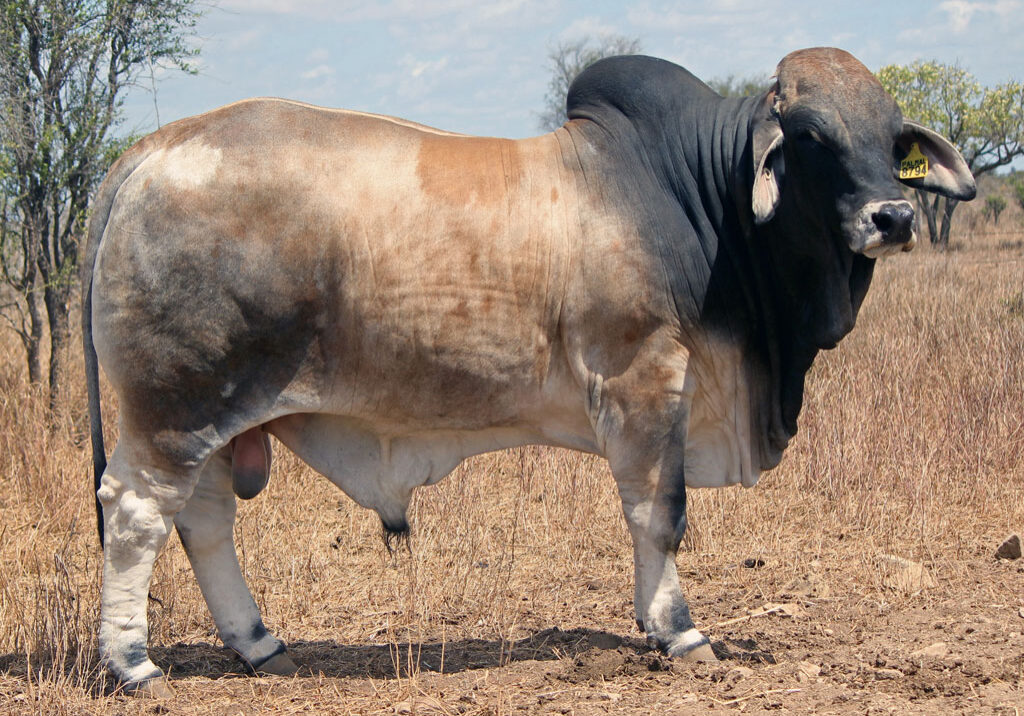 Lot-31-Palmal-Deago-8794_DJM