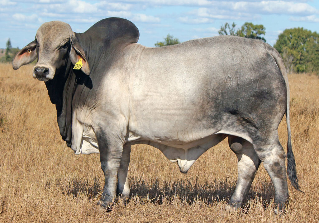 Lot-32-Palmal-Alberto-9121-(Poll-Scurr)_DJM