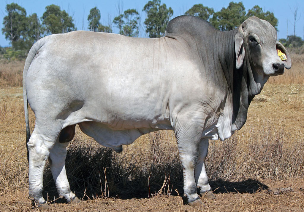 Lot-34-Palmal-Kennedy-9140-(Poll-Scurr)_DJM