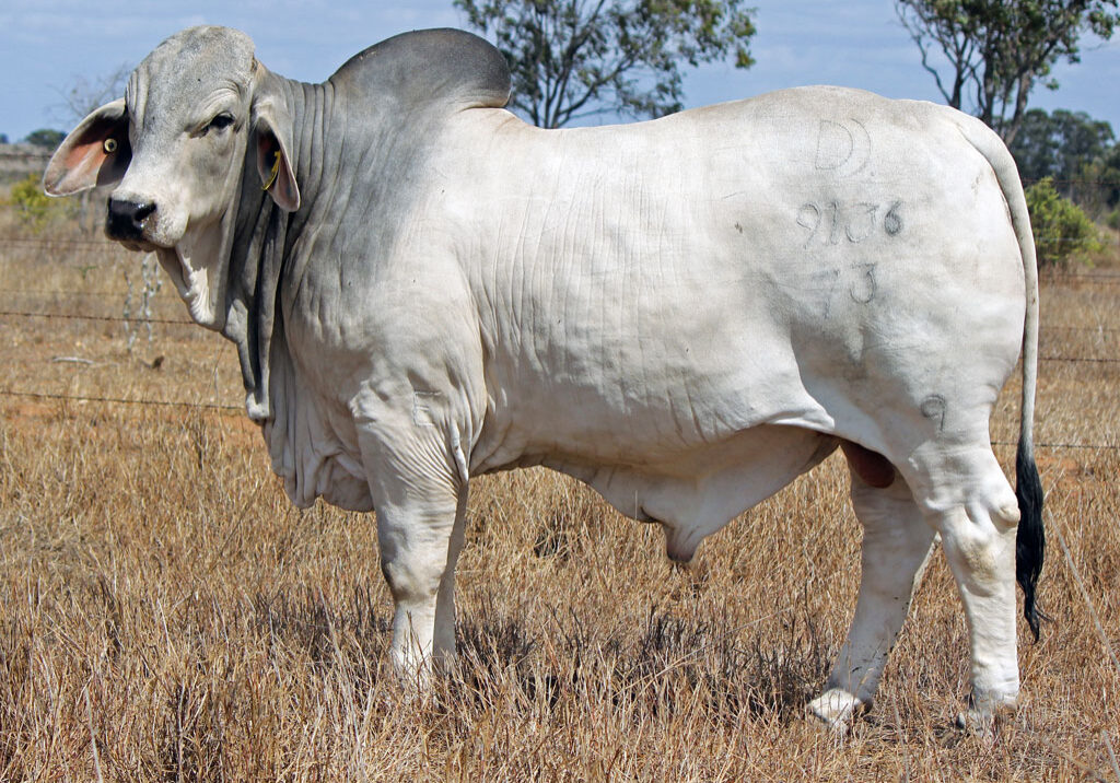 Lot-35-Palmal-Drover-9136_DJM