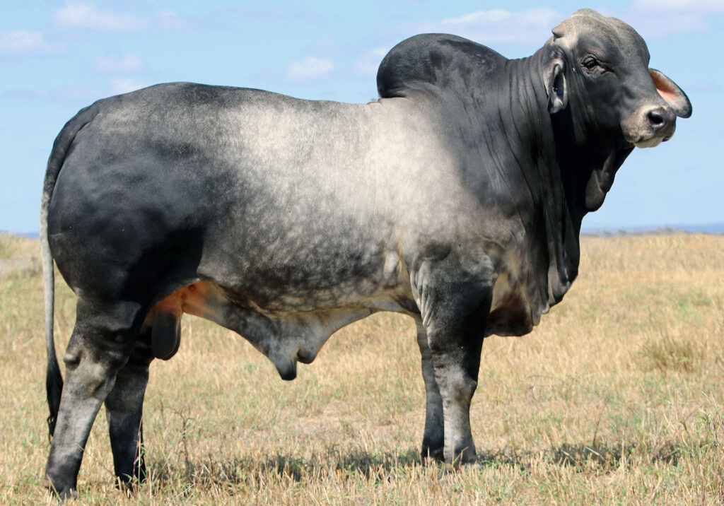 Lot-4-Elrose-Justice-18771-(Poll-Scurr)_McCALM