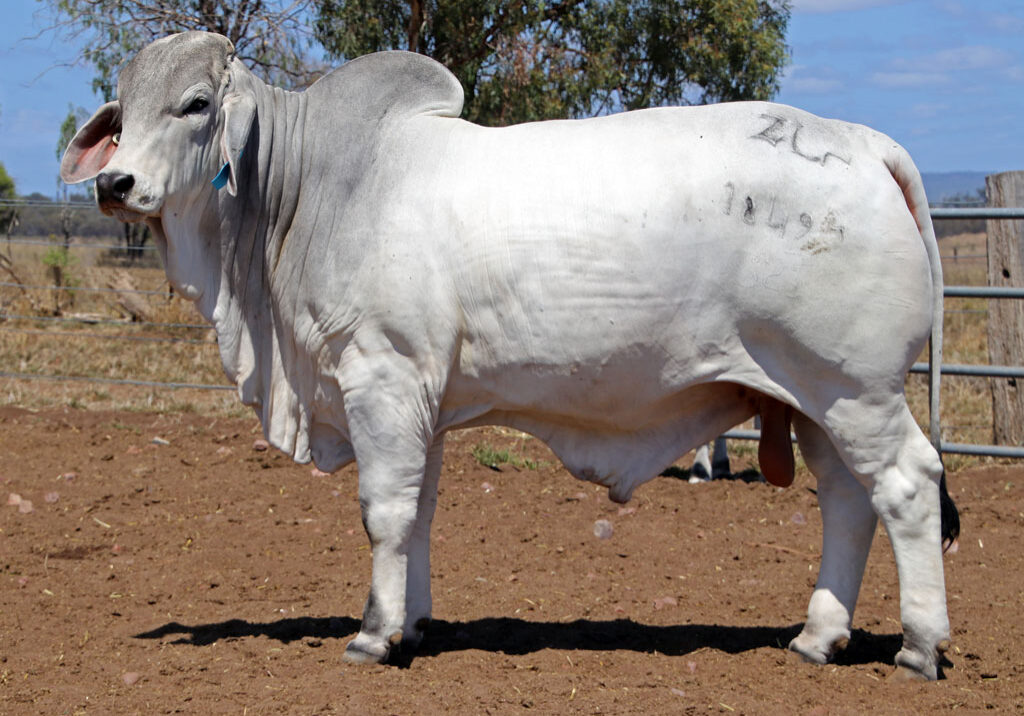 Lot-40-Elrose-Judas-18494_McCALM