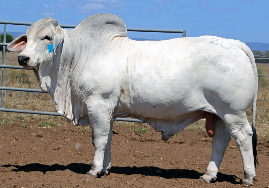 Lot-43-Elrose-Top-Class-18721_McCALM