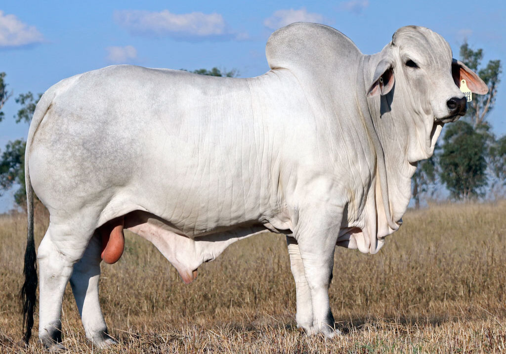 Lot-44-Elrose-Class-Act-17541_CR