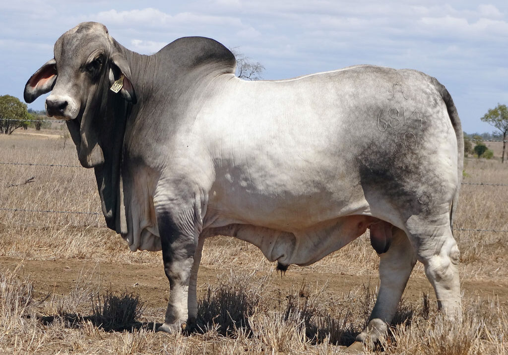 Lot-46-2AM-Sultan-6814_AM