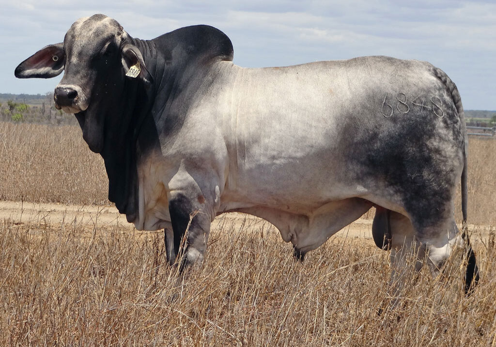 Lot-47-2AM-Carlone-6848-(Poll-Scurr)_AM