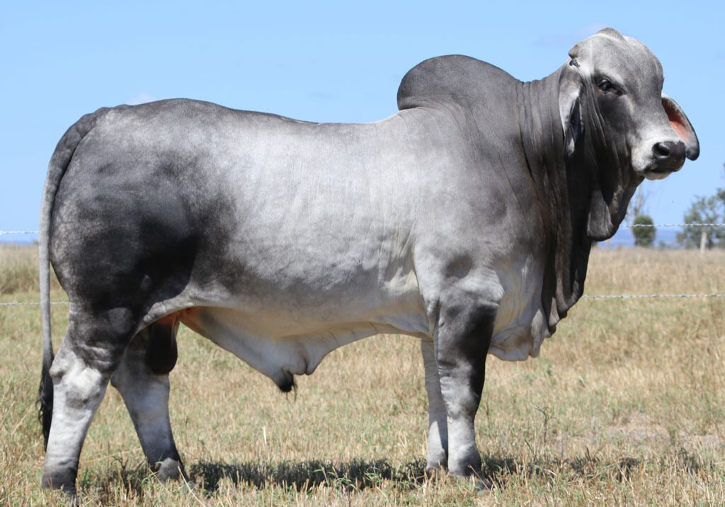 Lot-5-Elrose-Judge-18865_McCALM