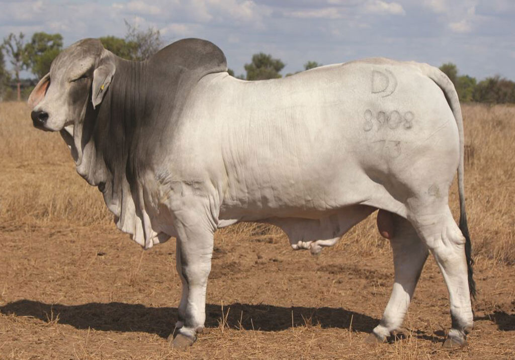 Lot-50-Palmal-8908_DJM