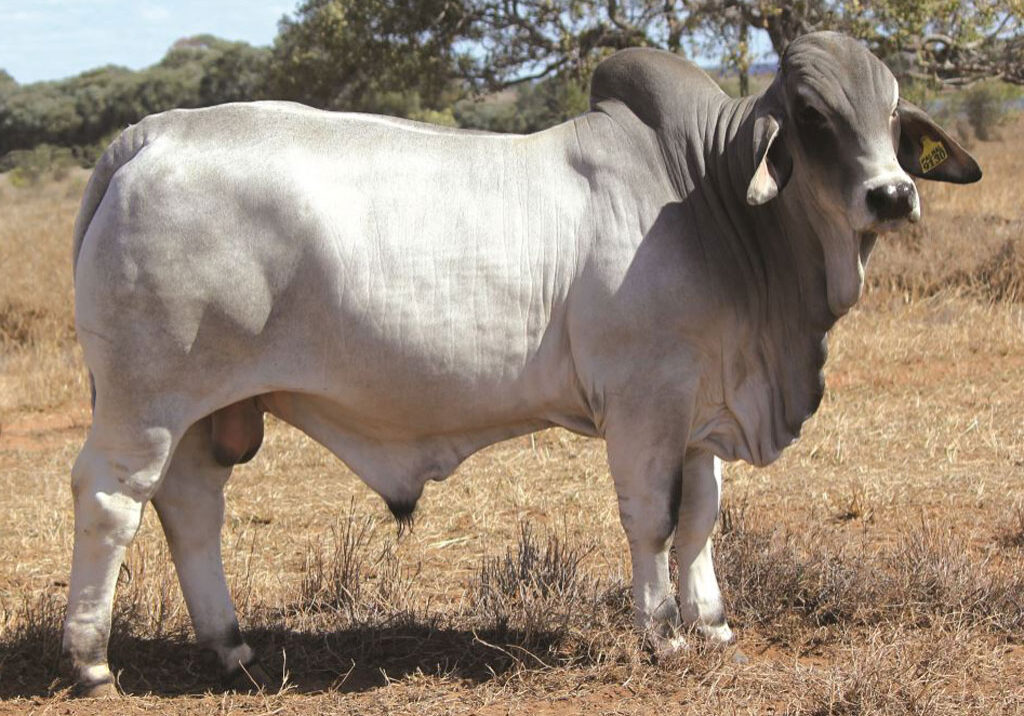 Lot-51-Palmal-9130_DJM