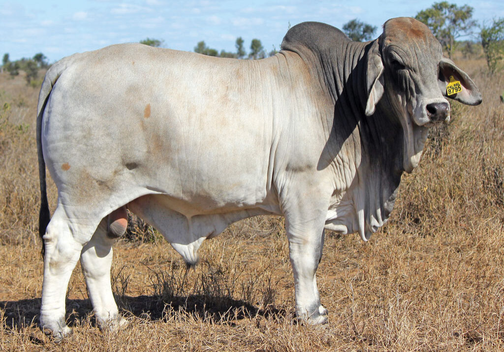 Lot-52-Palmal-Democrat-8795_DJM