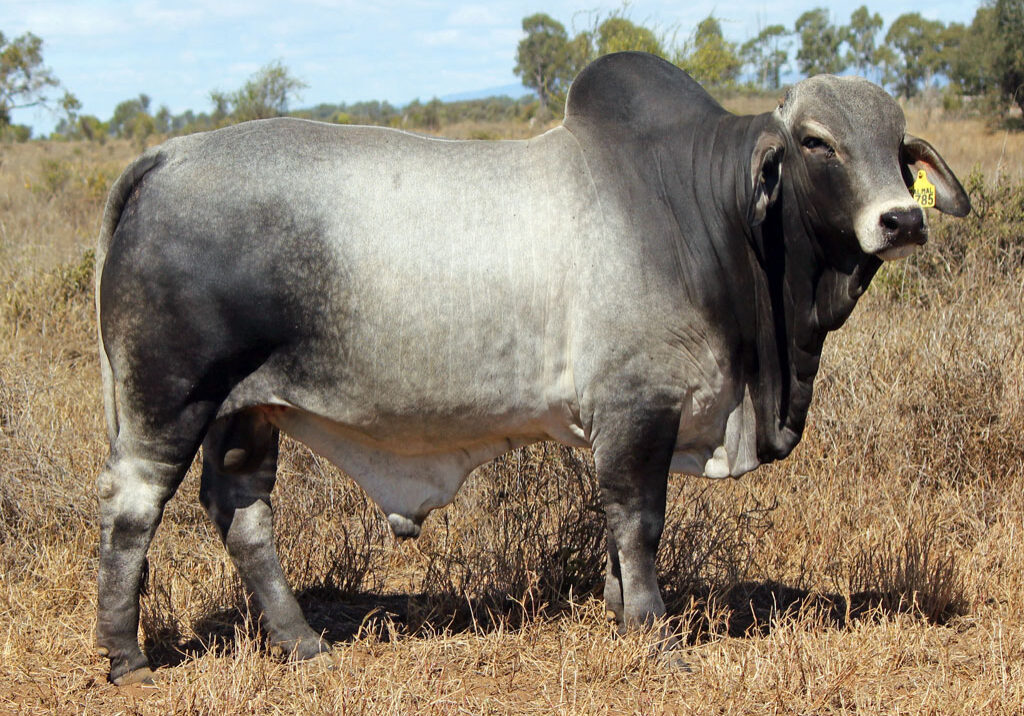 Lot-53-Palmal-Kendell-8785-(Poll-Scurr)_DJM