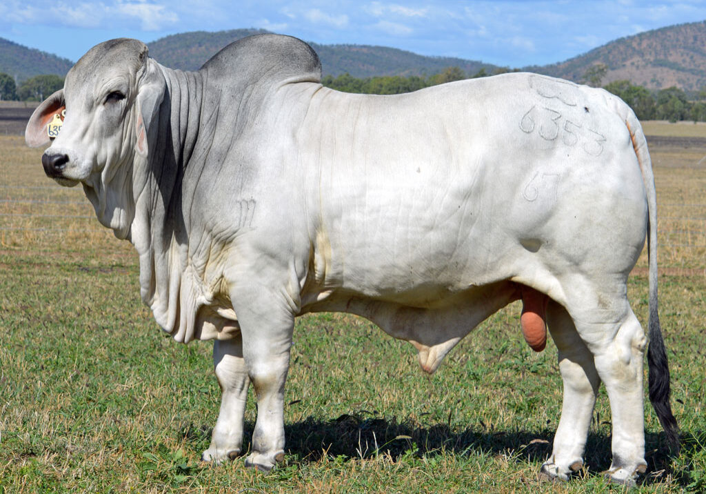 Lot-56-Lancefield-M-Ezekiel-6353_MM