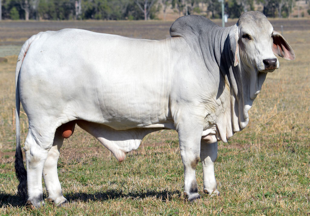 Lot-58-Lancefield-M-Granger-6331_MM