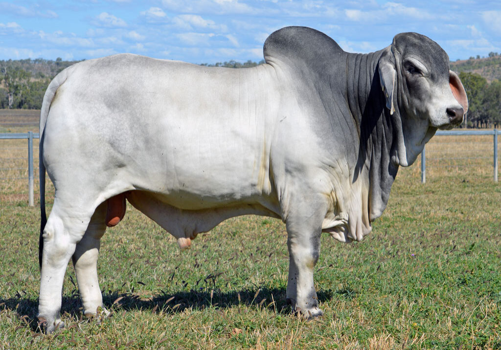 Lot-59-Lancefield-M-Ranger-6376_MM