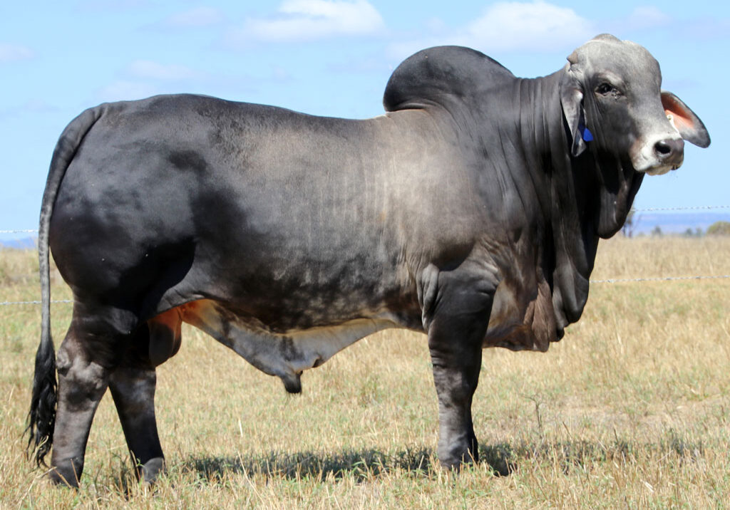 Lot-6-Elrose-Justification-18767-(Poll-Scurr)_McCALM