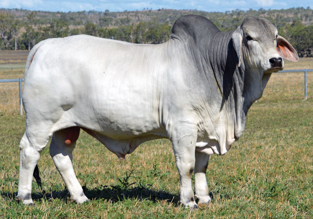 Lot-60-Lancefield-M-Guggenheim-6316_MM