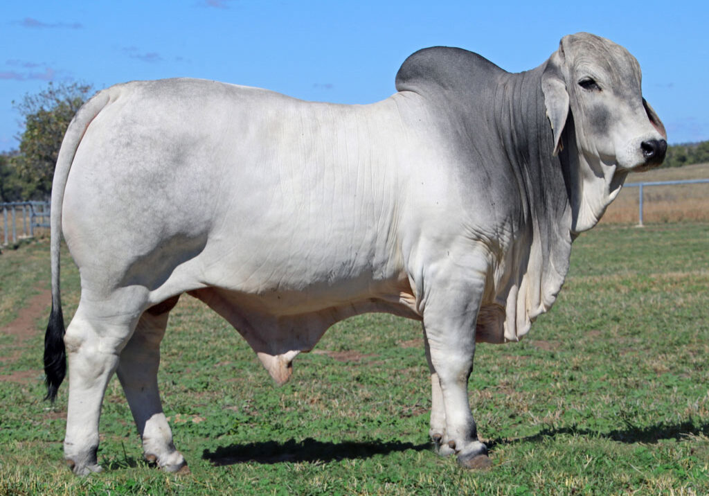 Lot-61-Lancefield-M-Eldridge-6346_McCALM