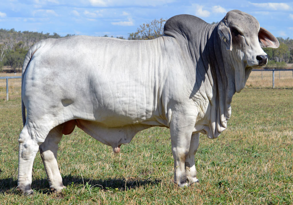 Lot-62-Lancefield-M-Geronimo-6320_MM