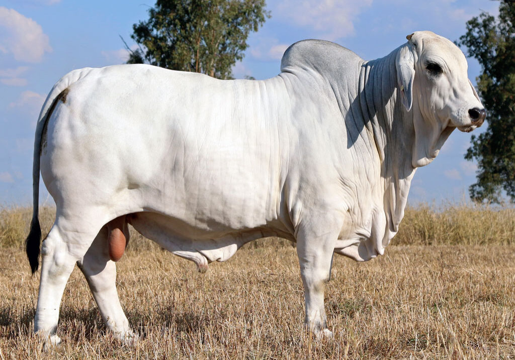 Lot-64-Elrose-Romeo-18107_CR