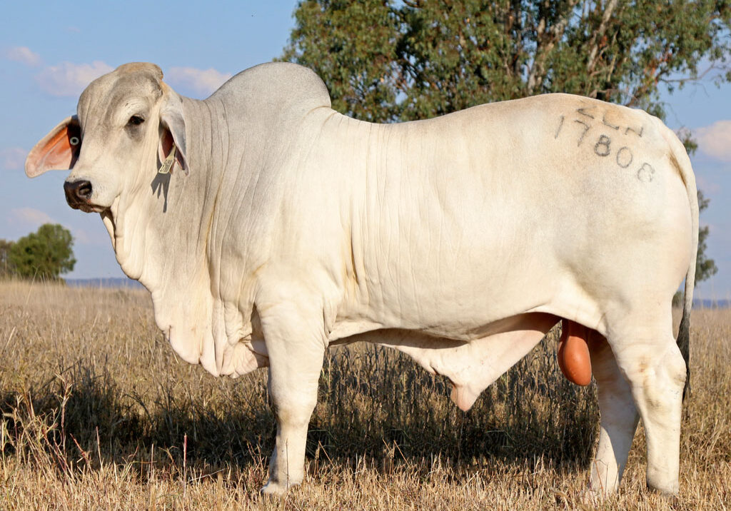 Lot-68-Elrose-Benchmark-17808_CR