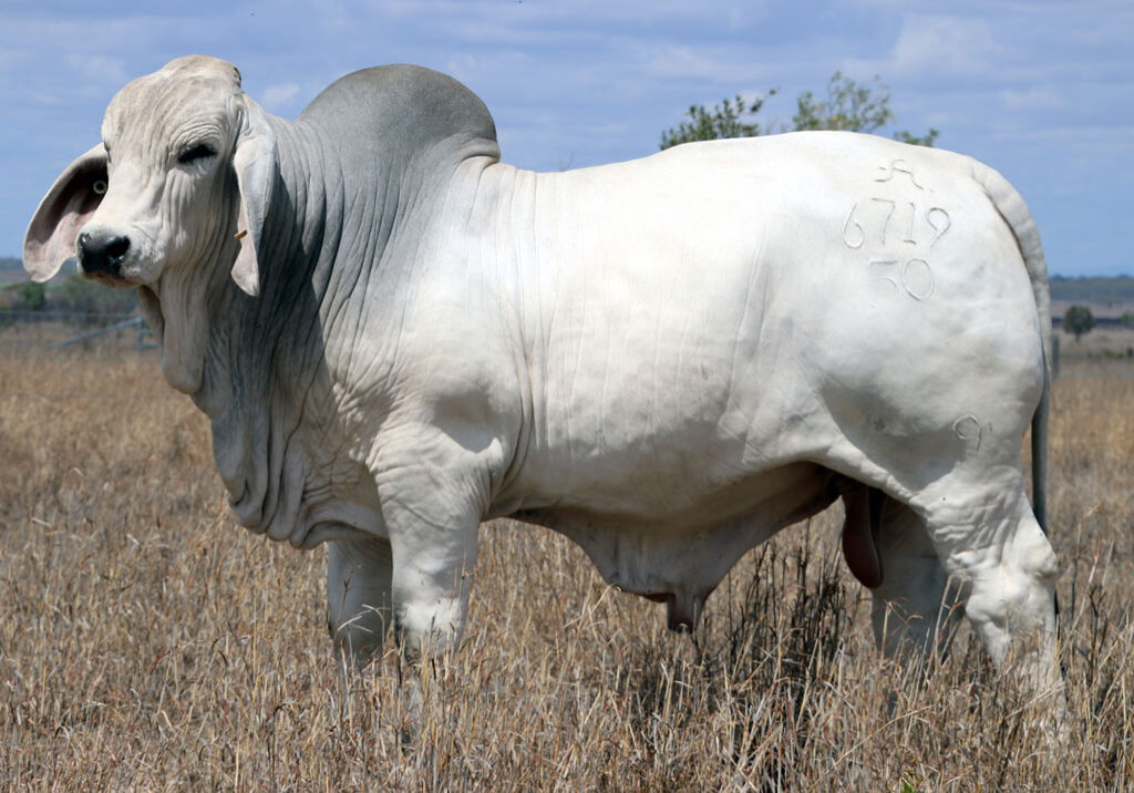 Lot-7-2AM-Hemsworth-6719_McCALM