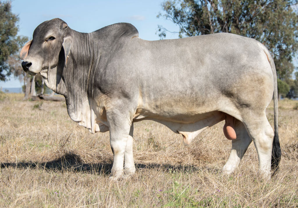 Lot-7---Elrose-23409-(PS)-(COM)