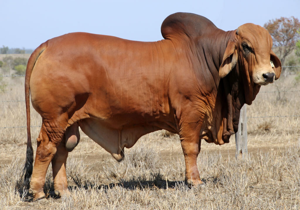 Lot-72-2AM-Dunlop-6741-(Poll-Scurr)_McCALM_9020