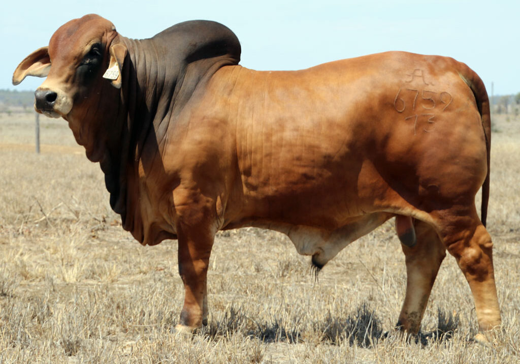 Lot-73-2AM-Detroit-6759-(Poll-Scurr)_McCALM