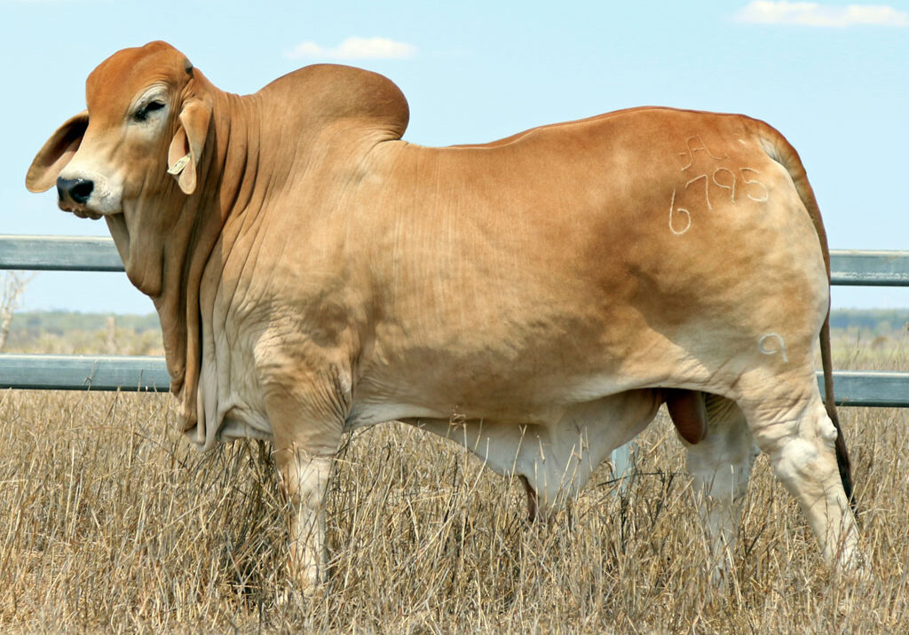 Lot-75-2AM-El-Paso-6795-(Poll-Scurr)_CR