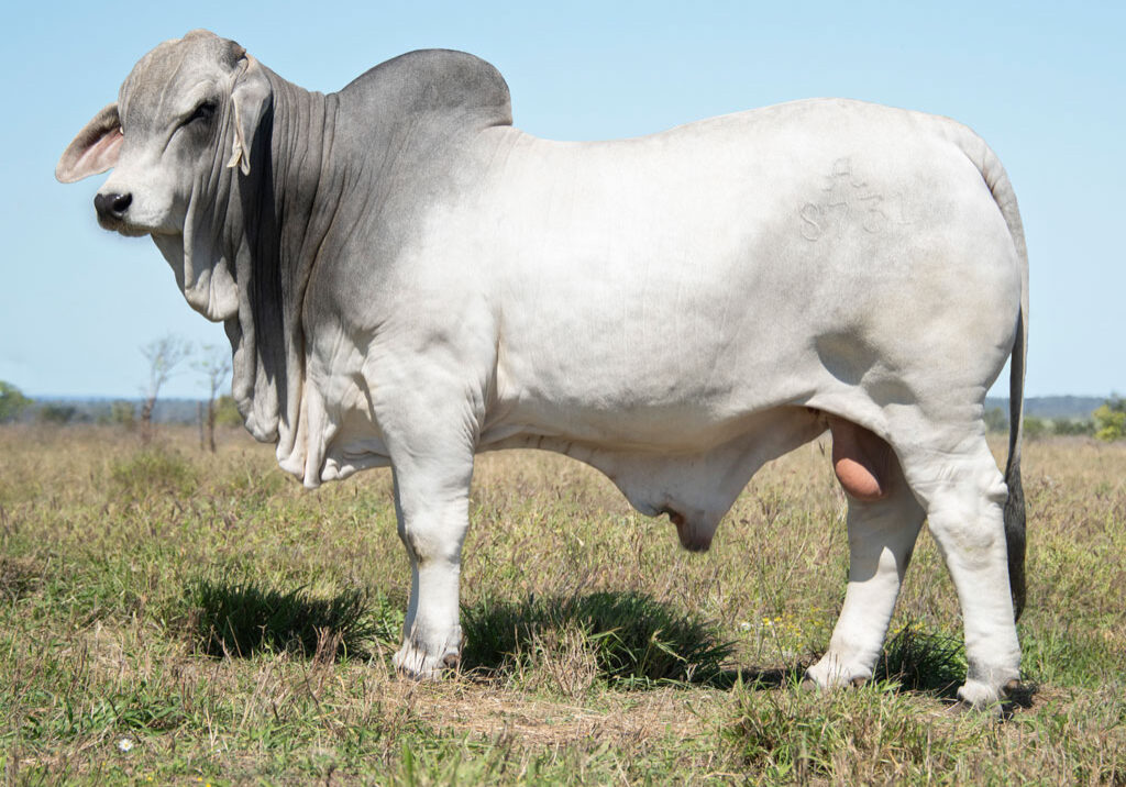 Lot-75---2AM-Sandman-8731-(PS)