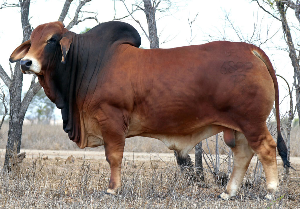 Lot-79-2AM-Dubai-6802_CR