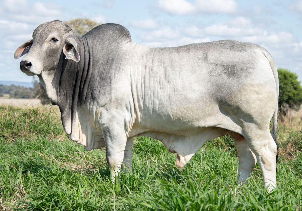 Lot-8---Elrose-Open-Road-23015-(PS)