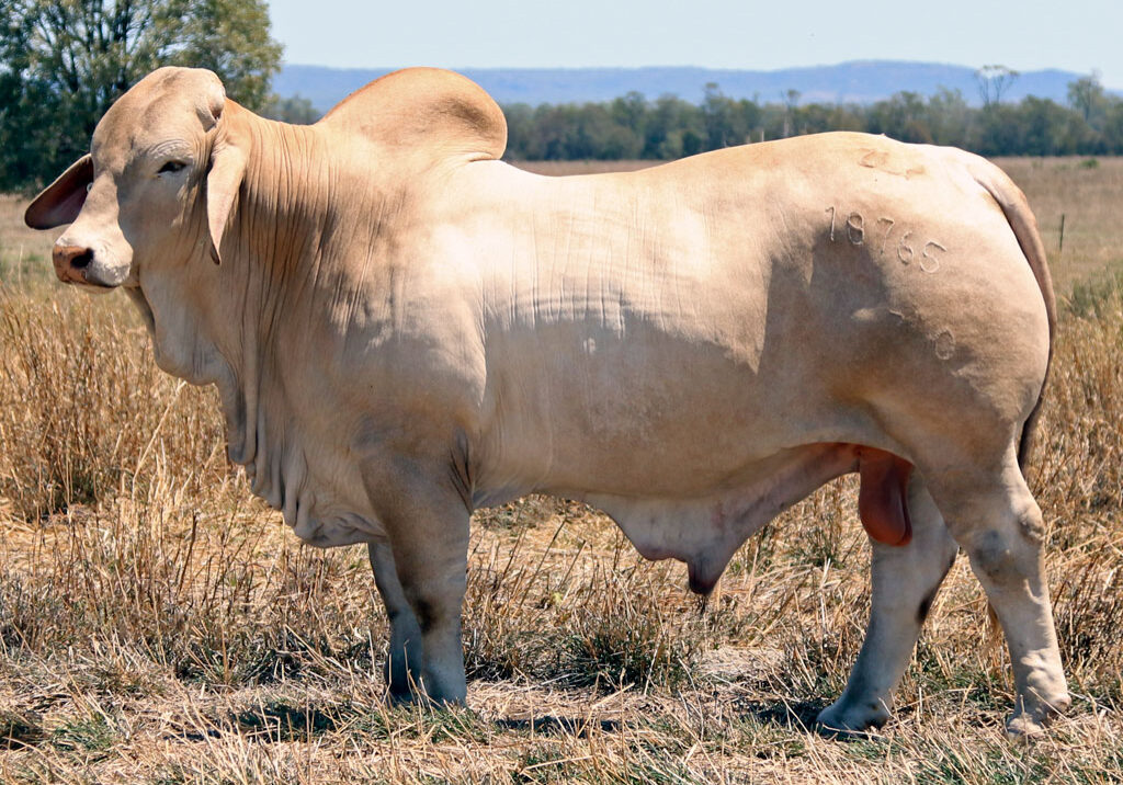 Lot-81-Elrose-Joshua-18765_CR-(REPLACE)