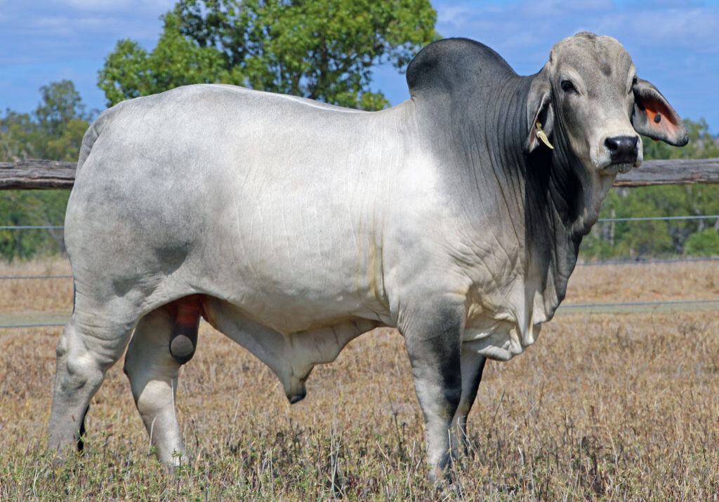 Lot-84-Lancefield-S-Tanbar-5916-(Poll-Scurr)_McCALM