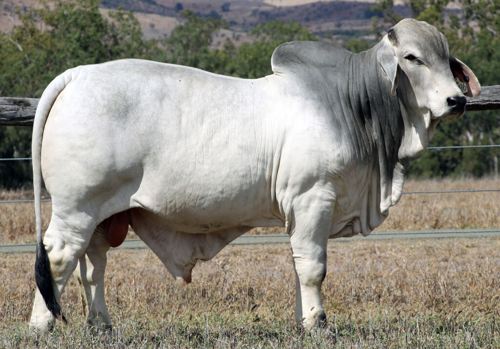 Lot-85-Lancefield-S-Dundee-5896-(Poll-Scurr)_McCALM