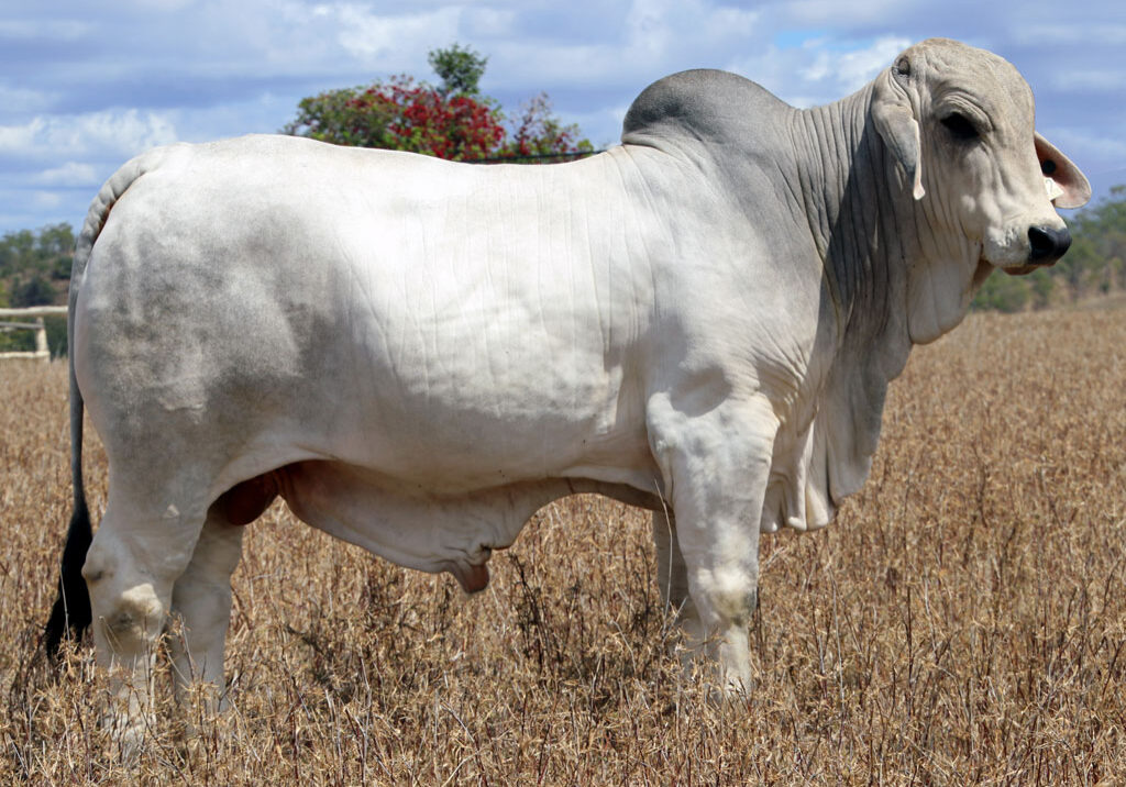 Lot-86-Lancefield-S-Jackson-5972-(Poll-Scurr)_McCALM