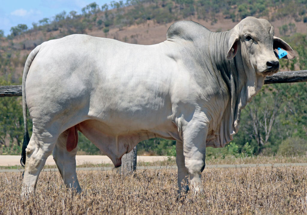 Lot-87-Lancefield-S-Carter-5958-(PP)_CR