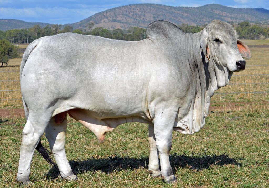 Lot-88-Lancefield-M-Cinch-6305-(Poll-Scurr)_MM