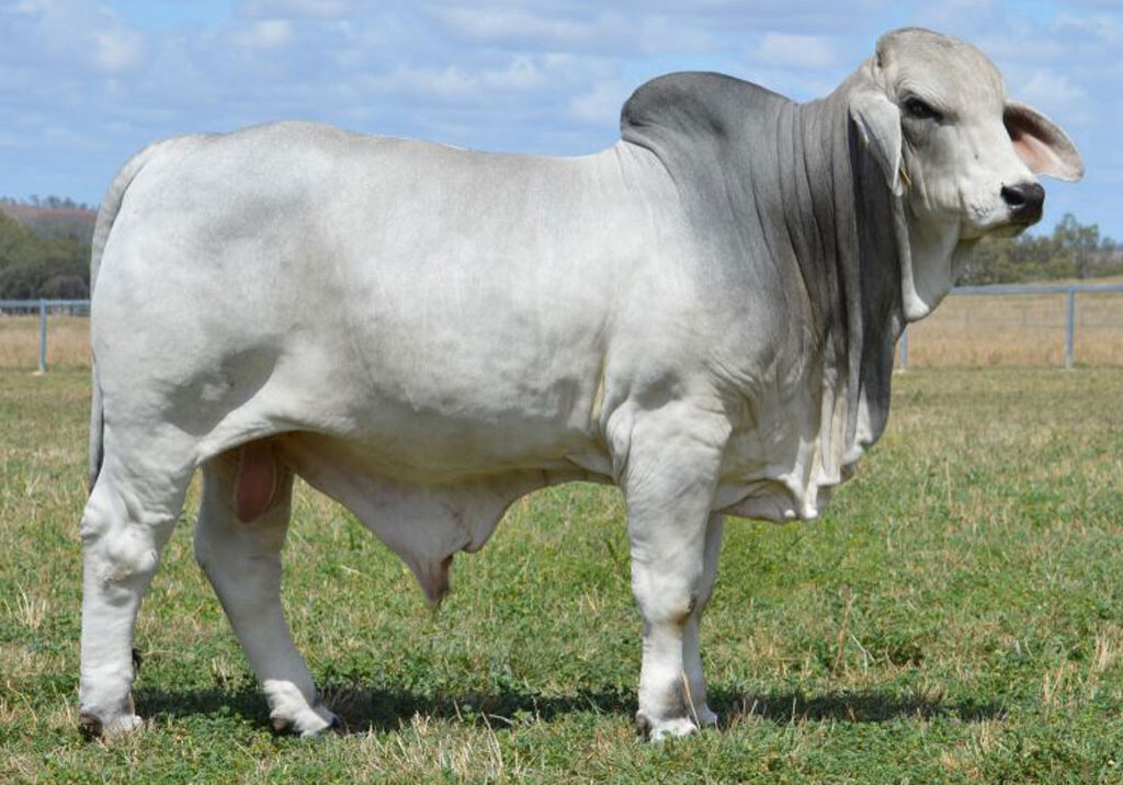 Lot-89-Lancefield-M-6325