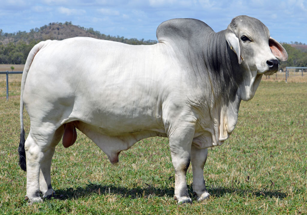 Lot-91-Lancefield-M-Ellwood-6354_MM