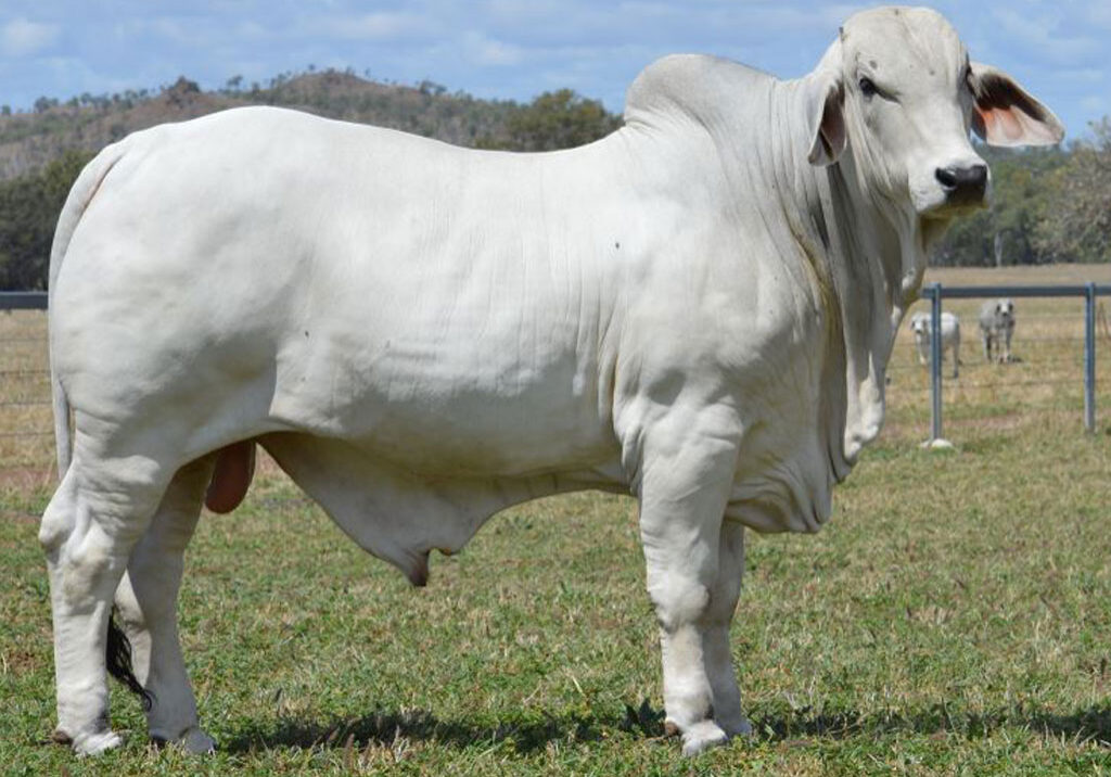 Lot-92-Lancefield-M-6319