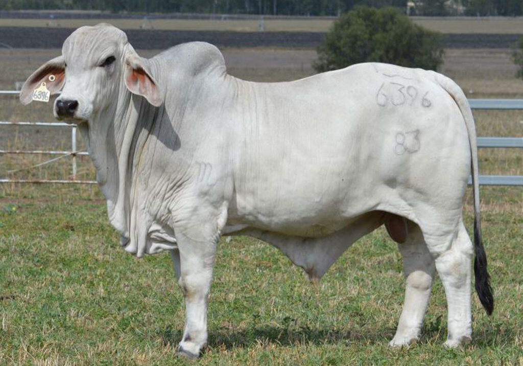 Lot-95-Lancefield-M-6396