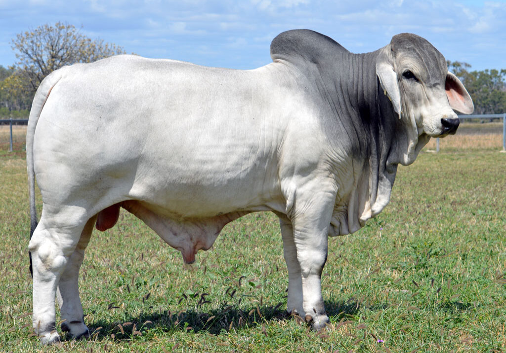 Lot-96-Lancefield-M-Grayson-6334_MM