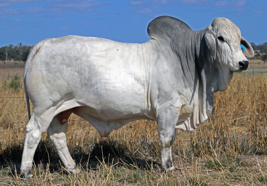 Lot-98-Elrose-18667-(HB)_McCALM