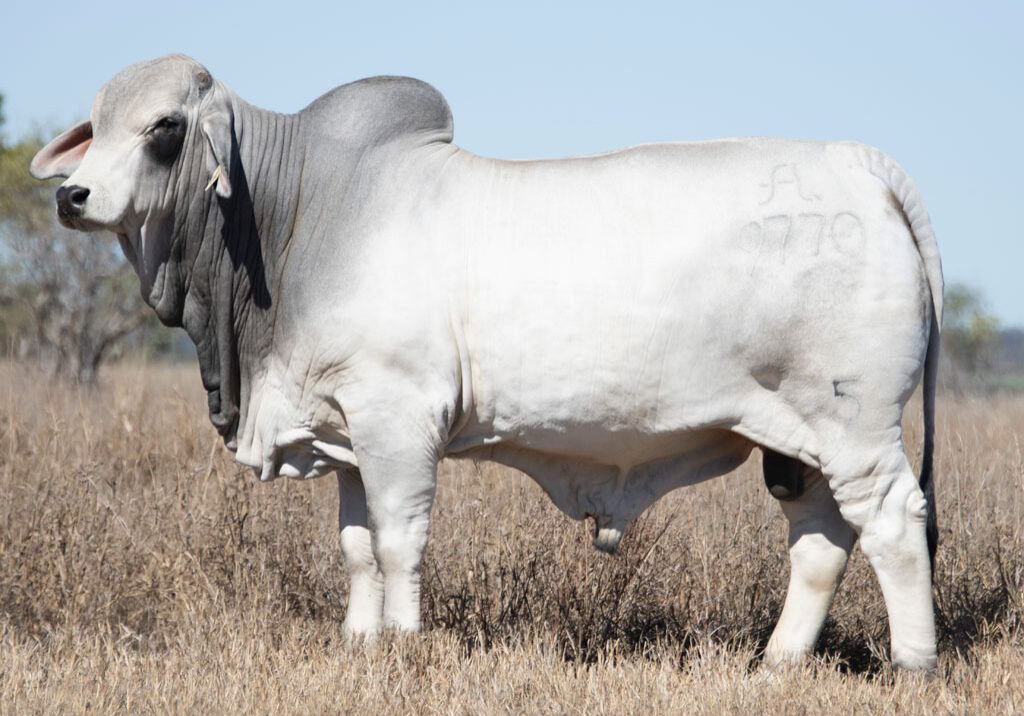 Lot07
