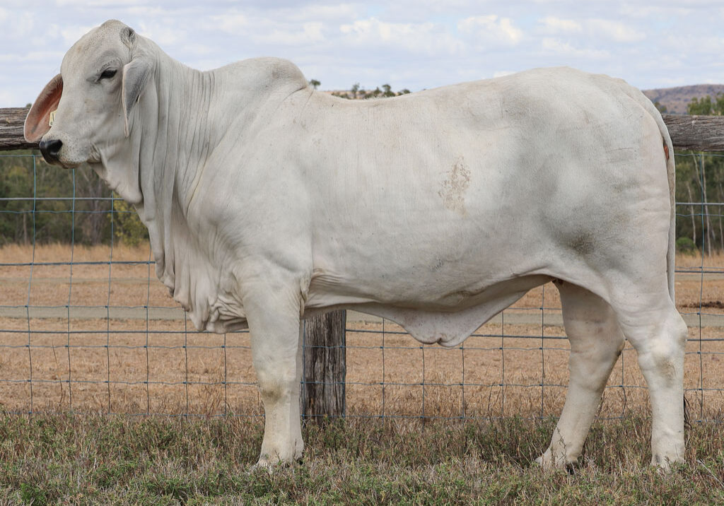 Lot100