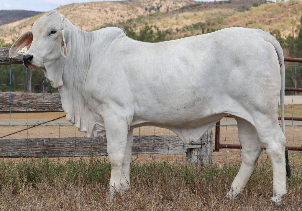 Lot101