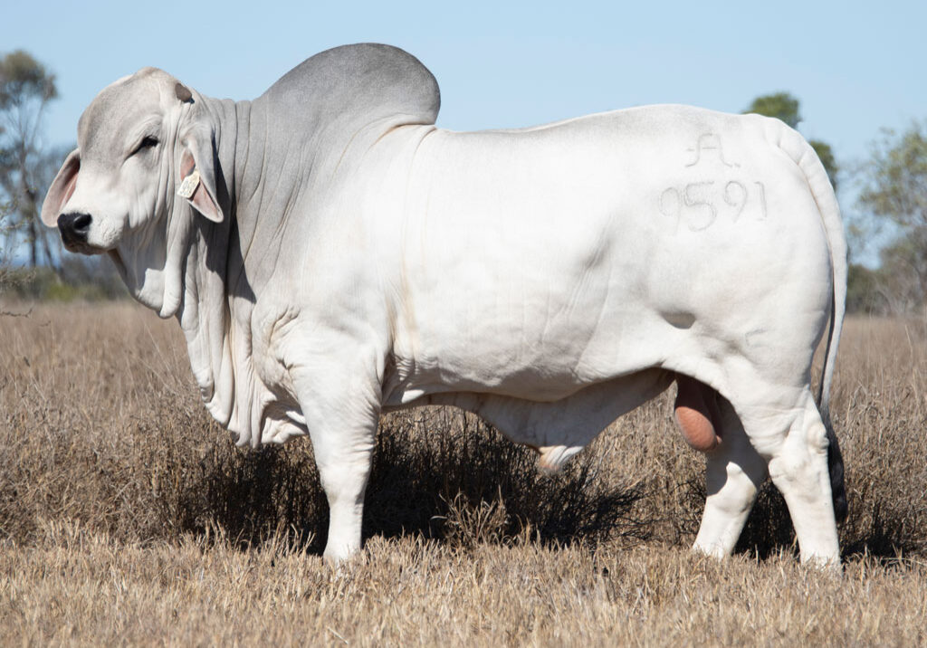Lot12