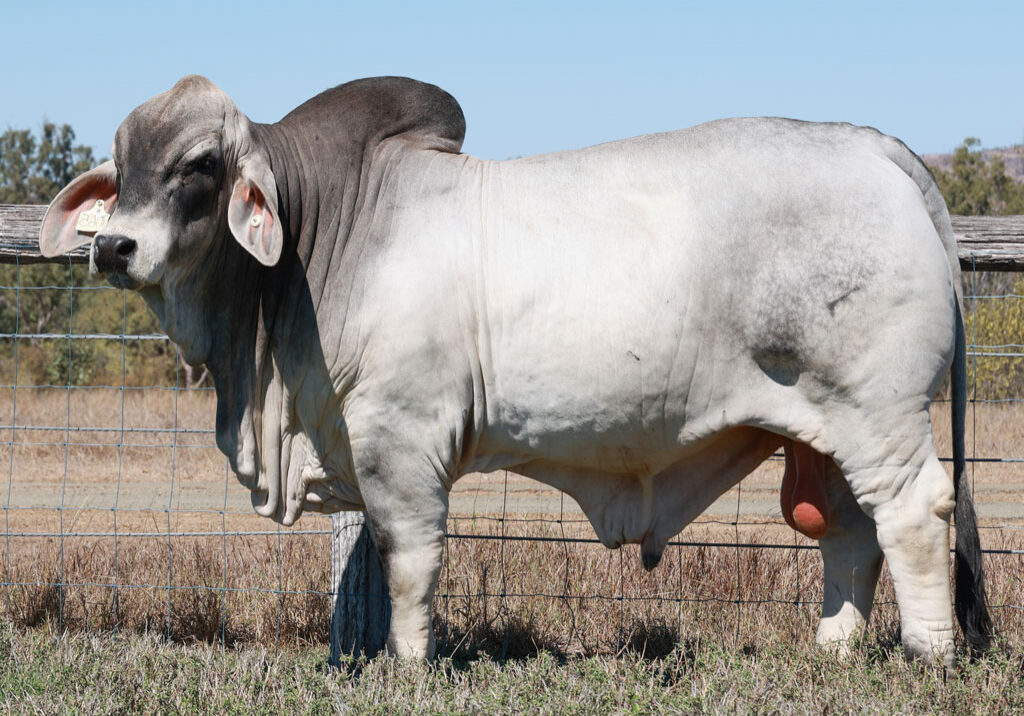 Lot15